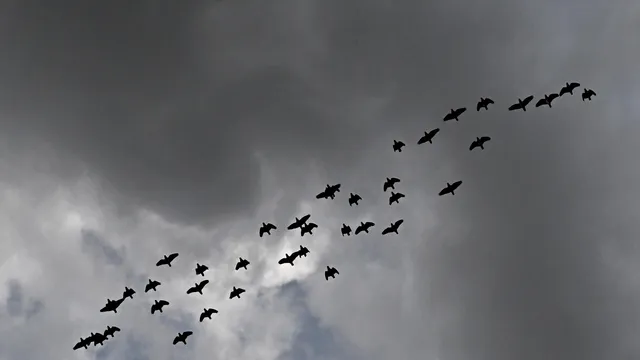 Light pollution is completely changing the lives of birds