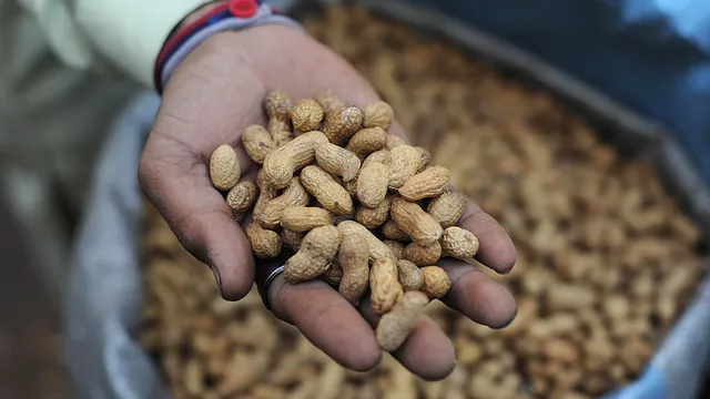 Daily consumption of peanuts may be dangerous for people with cancer