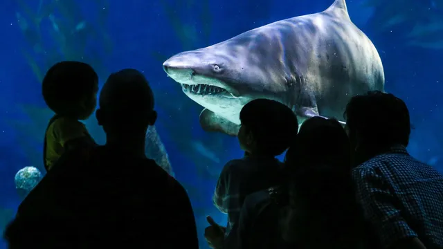 Sharks may lose their teeth due to ocean acidification