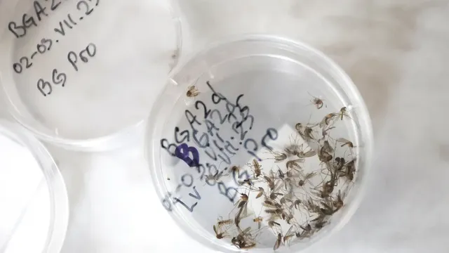 Earth’s Hidden Majority: 90% of Species Remain Undiscovered