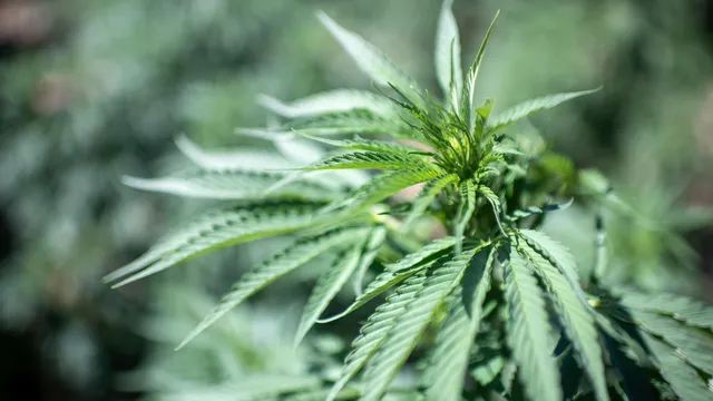 Cannabis use may affect fertility in women