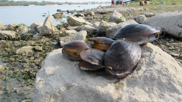 AFP: Bulgarian Mussel Farms – Between Success and the Risk of a Warming Black Sea